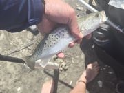 OBX Bait & Tackle Corolla Outer Banks, Corolla Fish Report