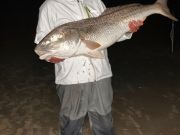 OBX Bait & Tackle Corolla Outer Banks, Corolla Fish Report
