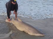 OBX Bait & Tackle Corolla Outer Banks, Corolla Fish Report