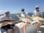 OBX Bait & Tackle Corolla Outer Banks, Corolla Fish Report