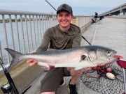 OBX Bait & Tackle Corolla Outer Banks, Corolla Fish Report