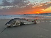 OBX Bait & Tackle Corolla Outer Banks, Corolla Fish Report