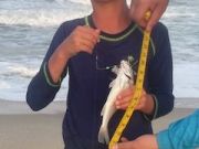 OBX Bait & Tackle Corolla Outer Banks, Corolla Fish Report
