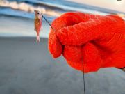 OBX Bait & Tackle Corolla Outer Banks, Corolla Fish Report