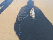 OBX Bait & Tackle Corolla Outer Banks, Corolla Fish Report