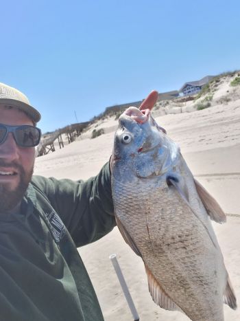 OBX Bait & Tackle Corolla Outer Banks, Corolla Fish Report