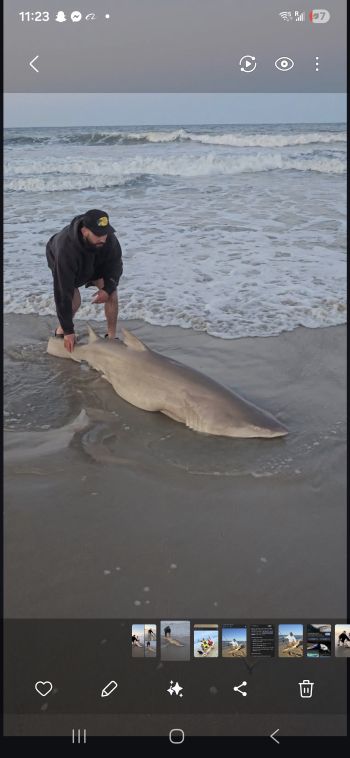 OBX Bait & Tackle Corolla Outer Banks, Corolla Fish Report