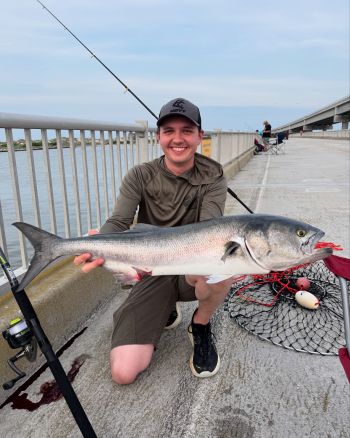 OBX Bait & Tackle Corolla Outer Banks, Corolla Fish Report